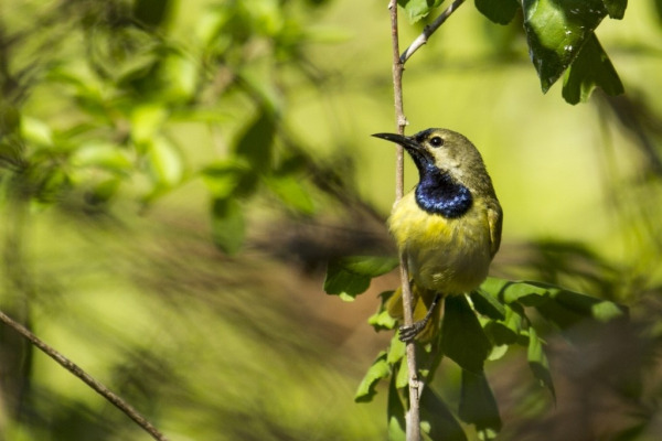 Green-throated Sunbird