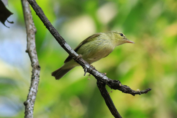 Green Warbler