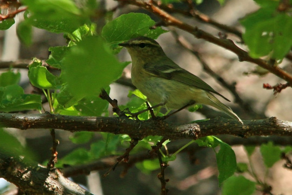 Green Warbler