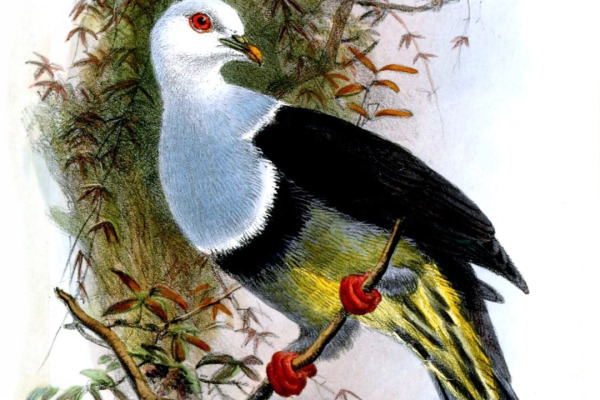 Green-winged Fruit Dove
