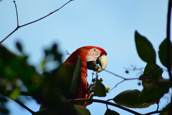 Green-winged Macaw