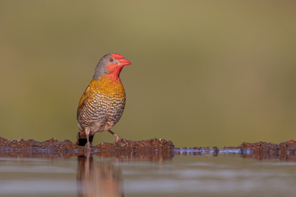 Green-winged Pytilia