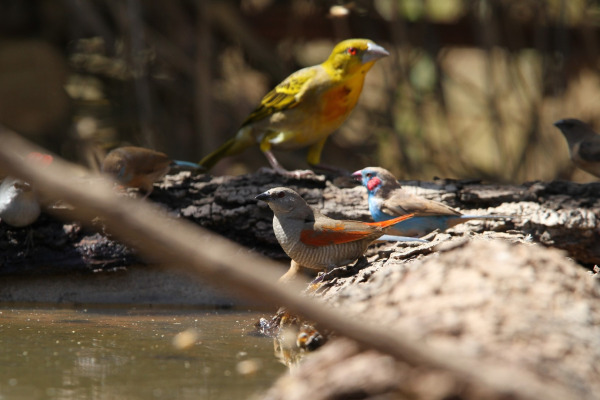 Green-winged Pytilia