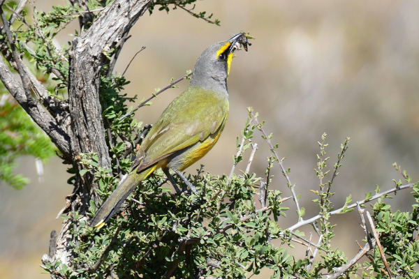 Green-winged Pytilia