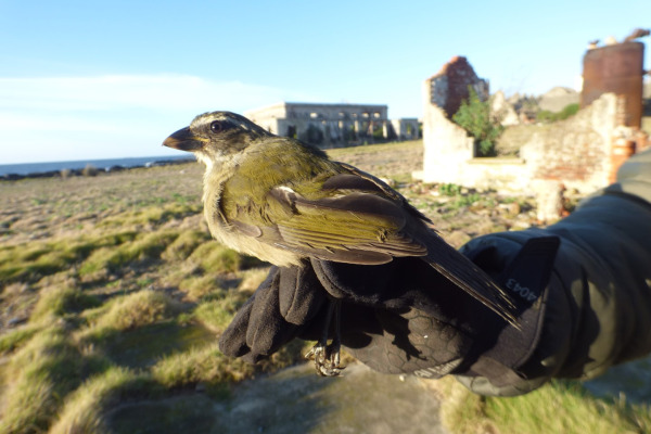 Green-winged Saltator