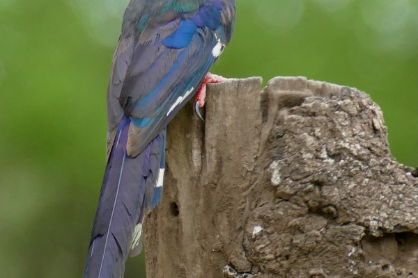 Green Wood Hoopoe