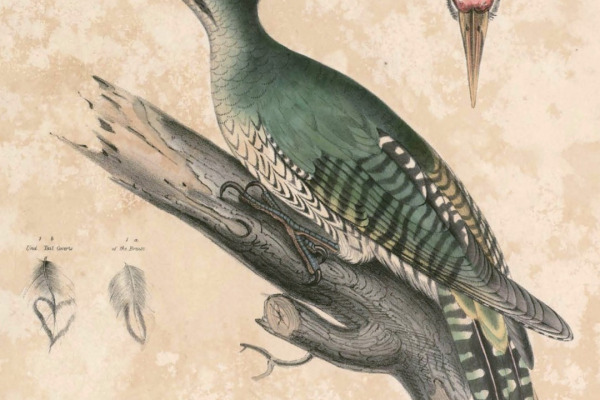 Green Woodpecker