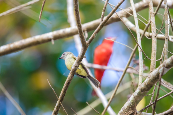 Greenish Elaenia
