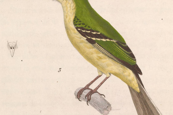 Greenish Elaenia