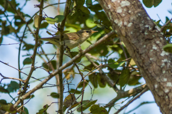 Greenish Warbler