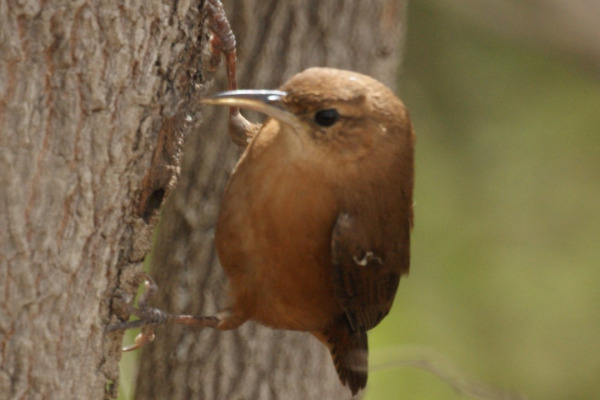 Grenada House Wren