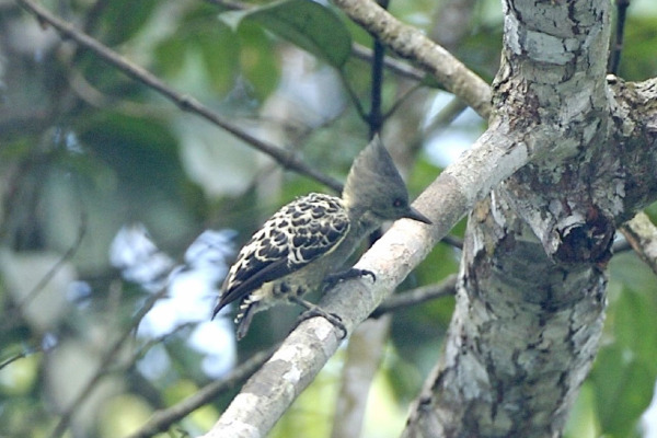 Grey-and-buff Woodpecker