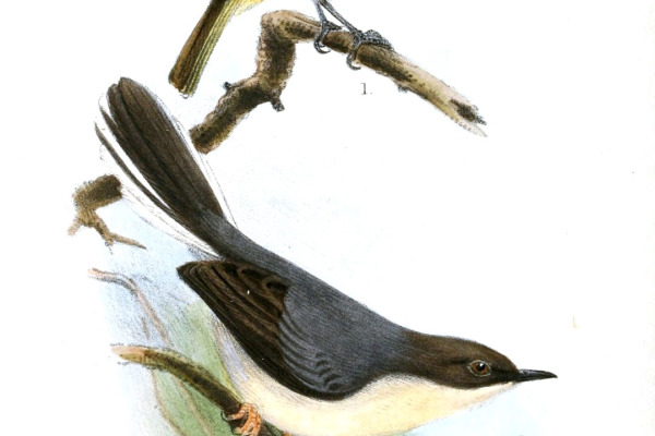 Grey Apalis