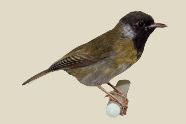 Grey Apalis