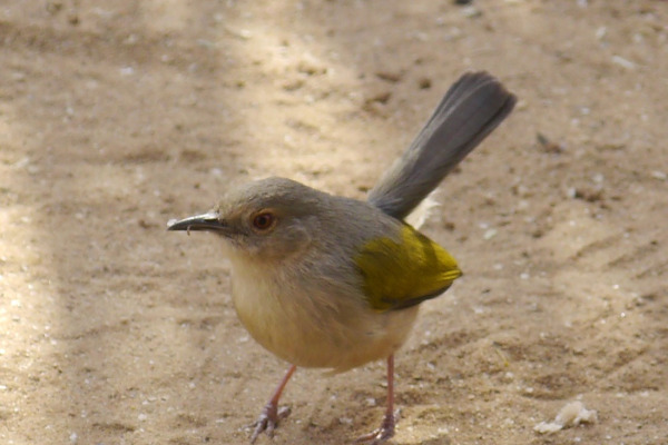 Grey-backed Camaroptera