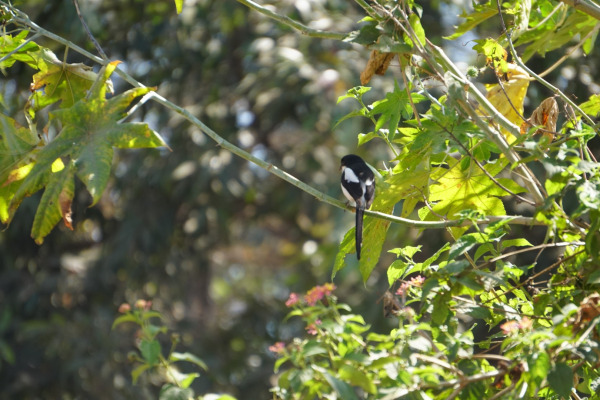 Grey-backed Fiscal