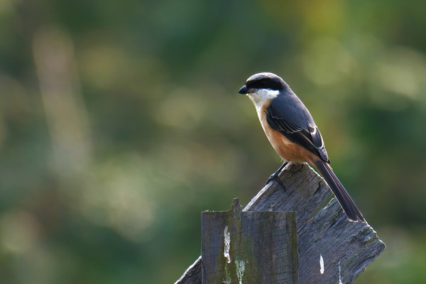 Grey-backed Shrike
