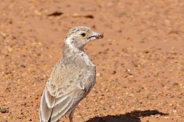 Grey-backed Sparrow-Lark