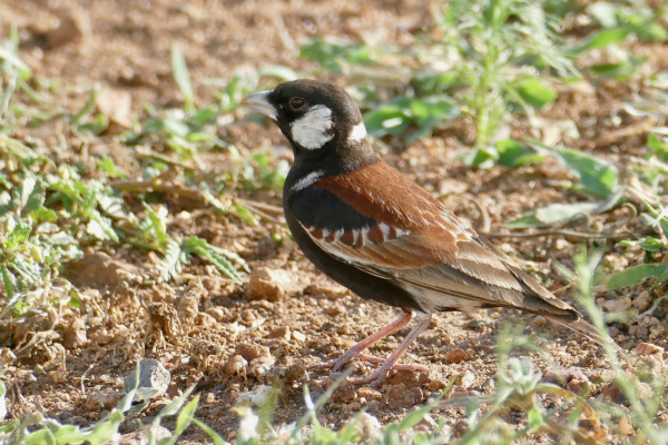 Grey-backed Sparrow-Lark