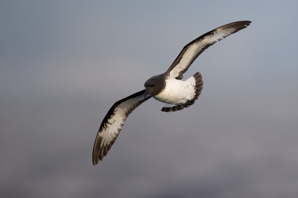 Grey-backed Storm Petrel