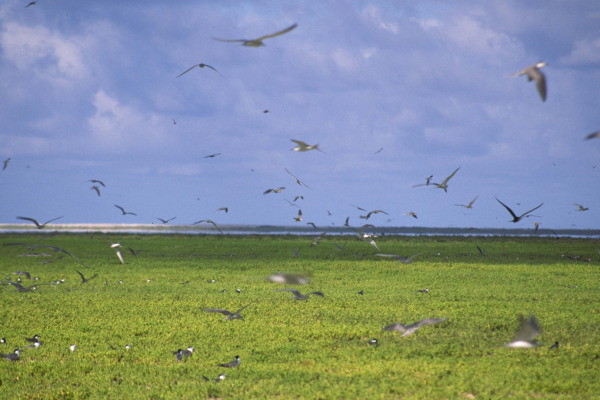 Grey-backed Tern