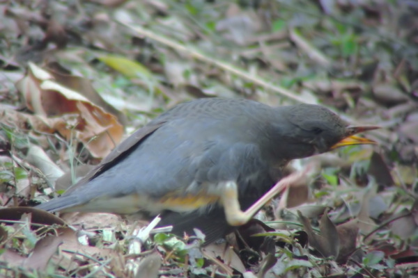 Grey-backed Thrush