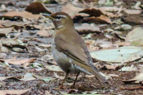 Grey-backed Thrush