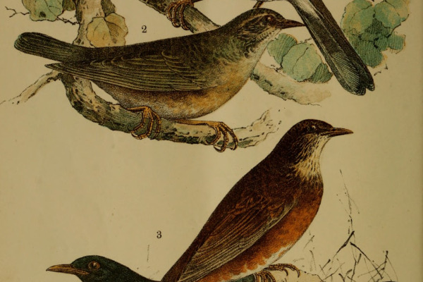 Grey-backed Thrush