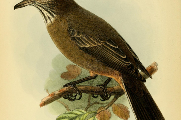 Grey-bellied Shrike-Tyrant