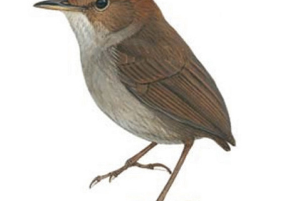 Grey-bellied Tesia