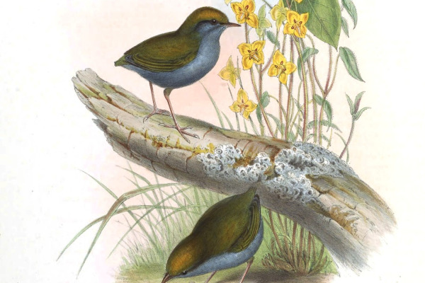 Grey-bellied Tesia