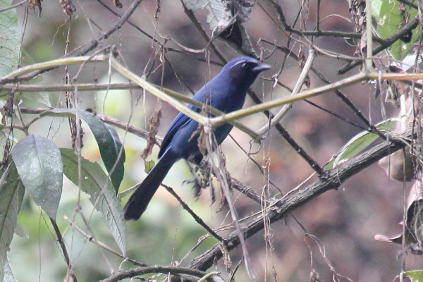 Grey-breasted Mountain Toucan