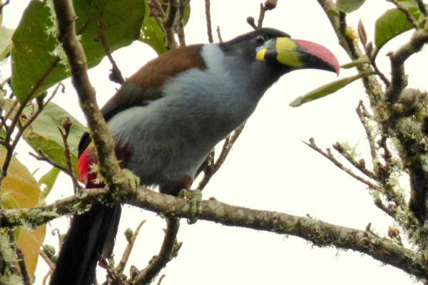 Grey-breasted Mountain Toucan