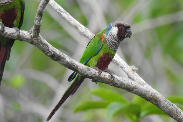 Grey-breasted Parakeet
