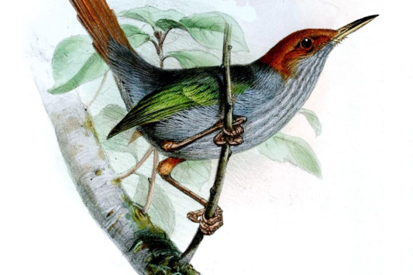 Grey-breasted Prinia