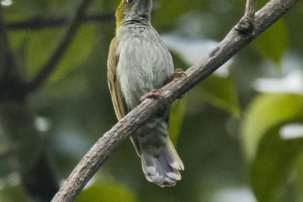 Grey-breasted Spiderhunter