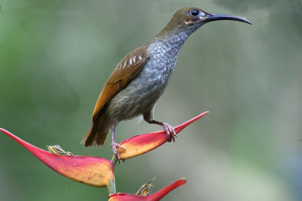 Grey-breasted Spiderhunter
