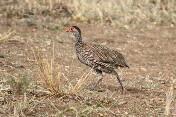 Grey-breasted Spurfowl