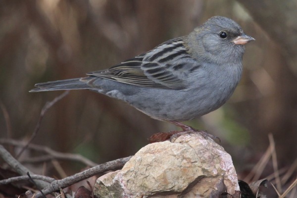 Grey Bunting