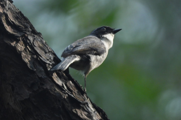 Grey Bush Chat