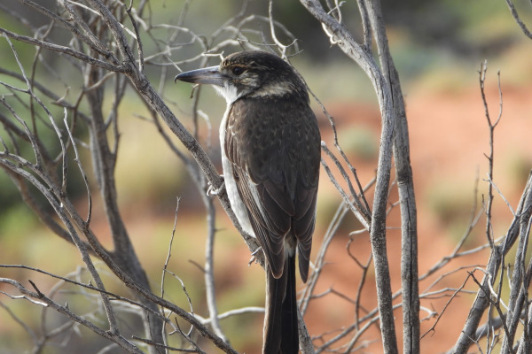 Grey Butcherbird