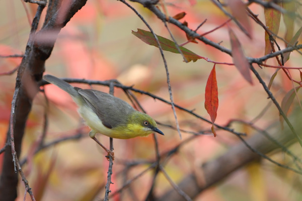 Grey-capped Warbler