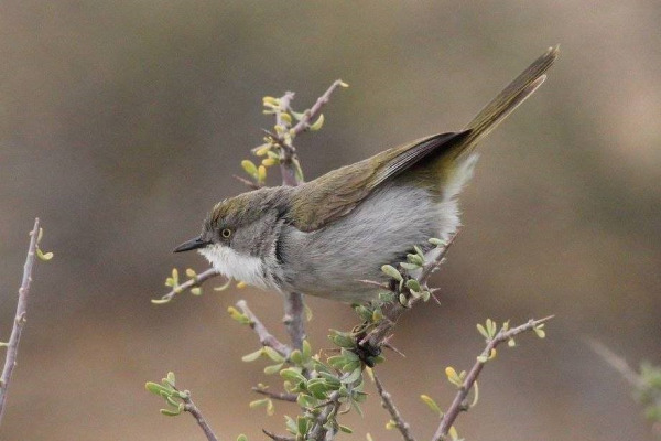 Grey-capped Warbler