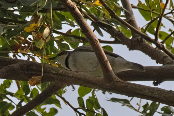 Grey-capped Warbler