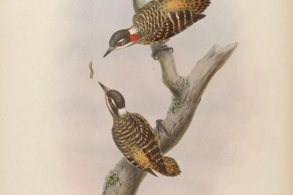 Grey-capped Woodpecker