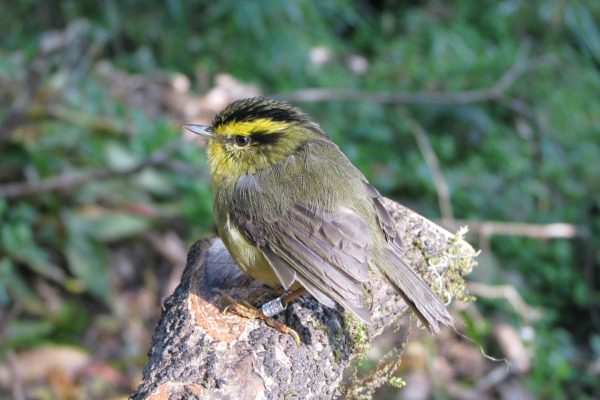 Grey-cheeked Fulvetta