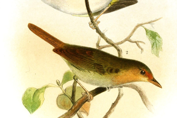 Grey-chested Greenlet