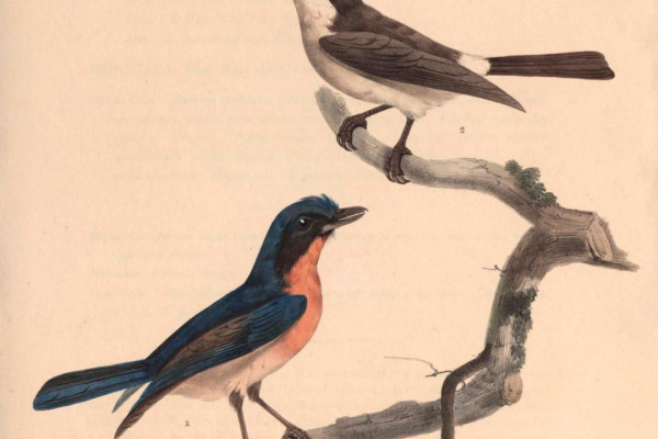 Grey-chinned Minivet
