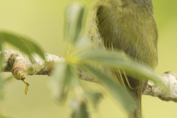 Grey-crowned Flycatcher