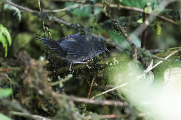 Grey-crowned Rosy Finch